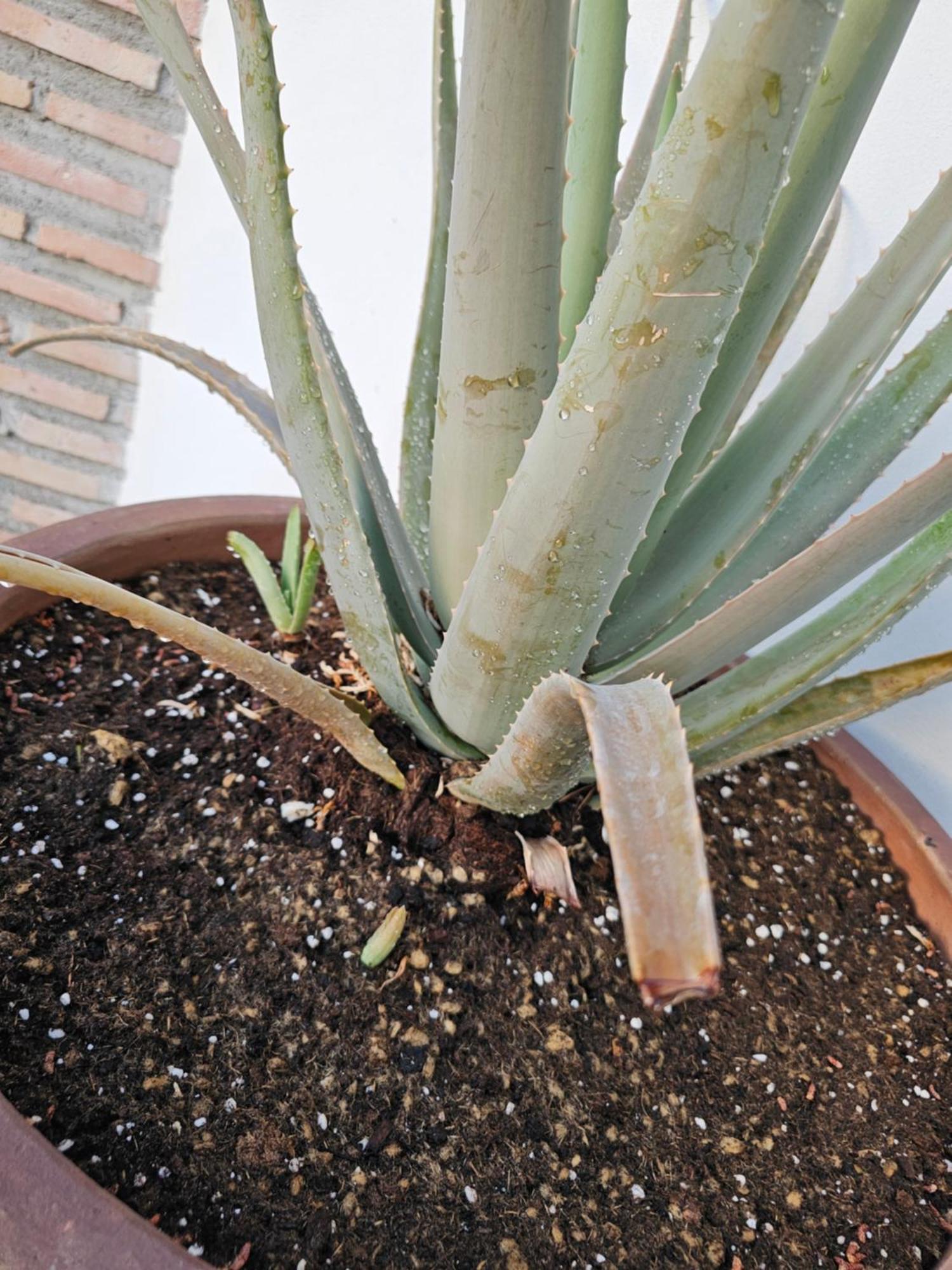 فيلا Finca Maroma Cómpeta المظهر الخارجي الصورة